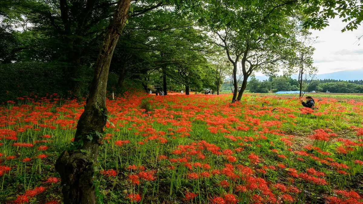 2. Hokkaido, Japan – Cool Breezes & Flower Fields: